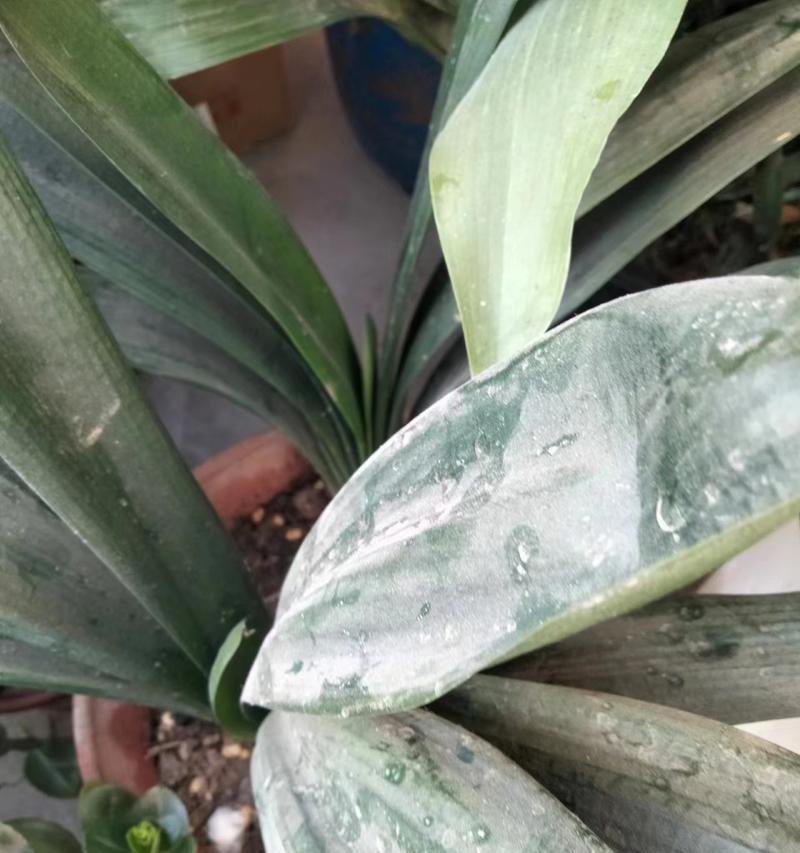 君子兰耐阴还是耐寒？如何正确养护？
