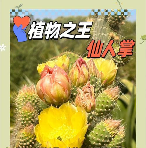 黄毛兔仙人掌的养殖方法是什么？