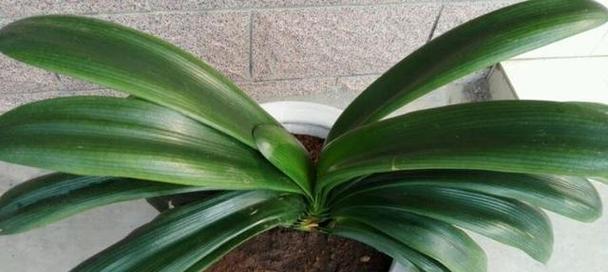 君子兰小芽不发育新芽的原因是什么？