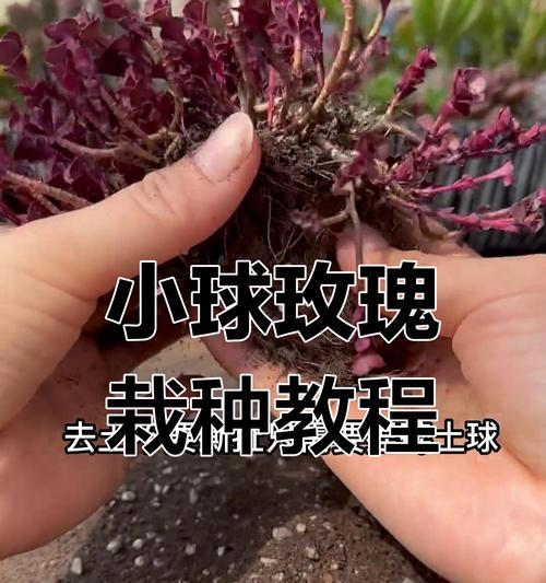 河南玫瑰花怎么种植的？河南地区种植玫瑰花的技巧有哪些？