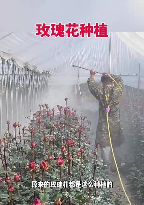 河南玫瑰花怎么种植的？河南地区种植玫瑰花的技巧有哪些？