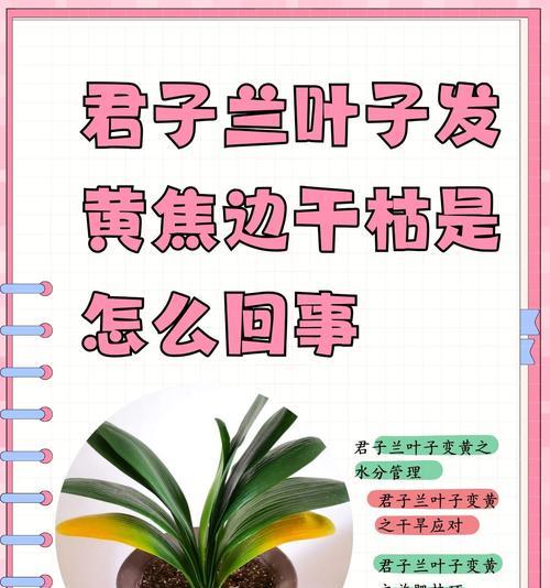 用什么擦君子兰叶子？如何清洁君子兰叶子以保持其健康？