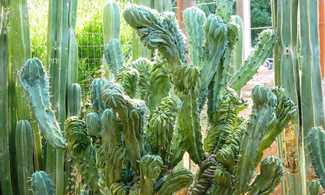 怎么种一颗仙人掌？仙人掌种植的步骤和注意事项有哪些？