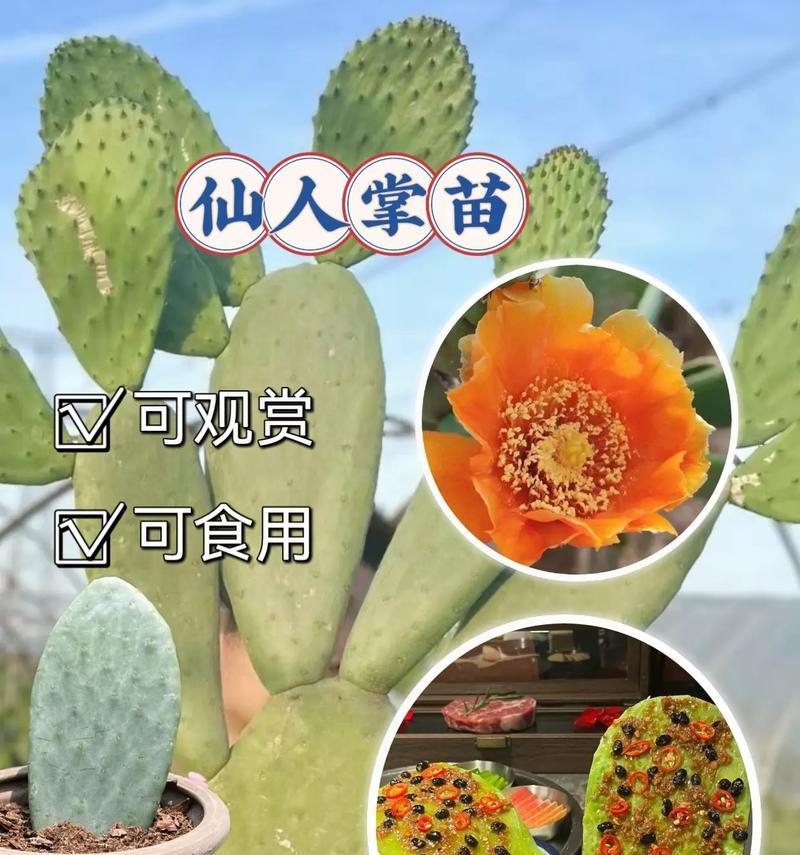 怎么种一颗仙人掌？仙人掌种植的步骤和注意事项有哪些？