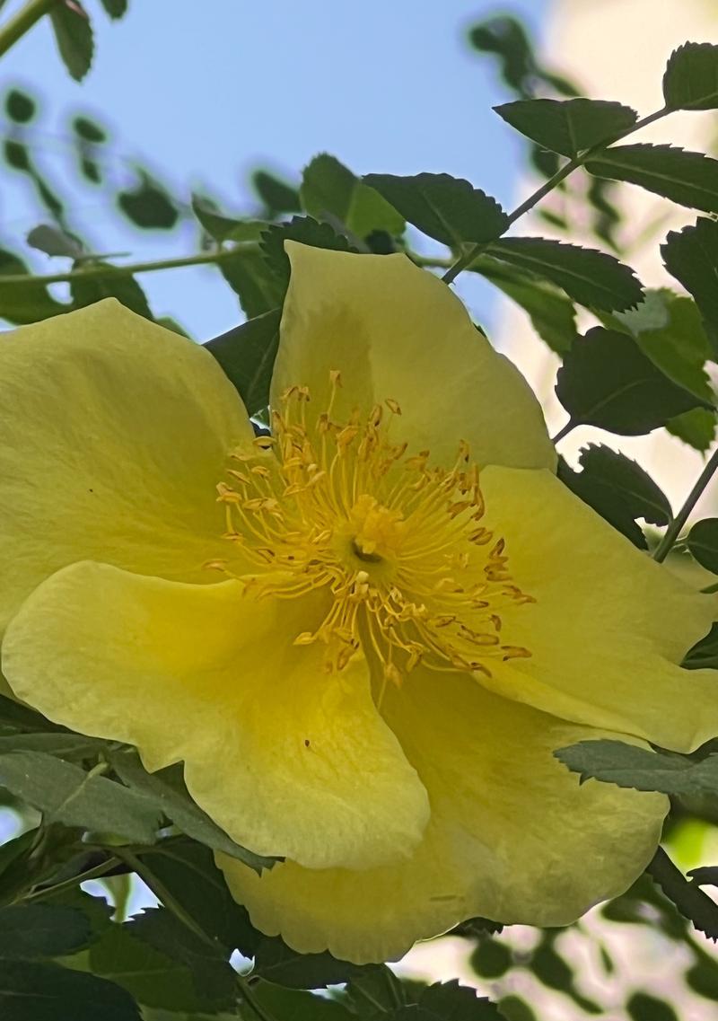 带刺黄玫瑰花怎么养护好？带刺黄玫瑰花的养护技巧是什么？