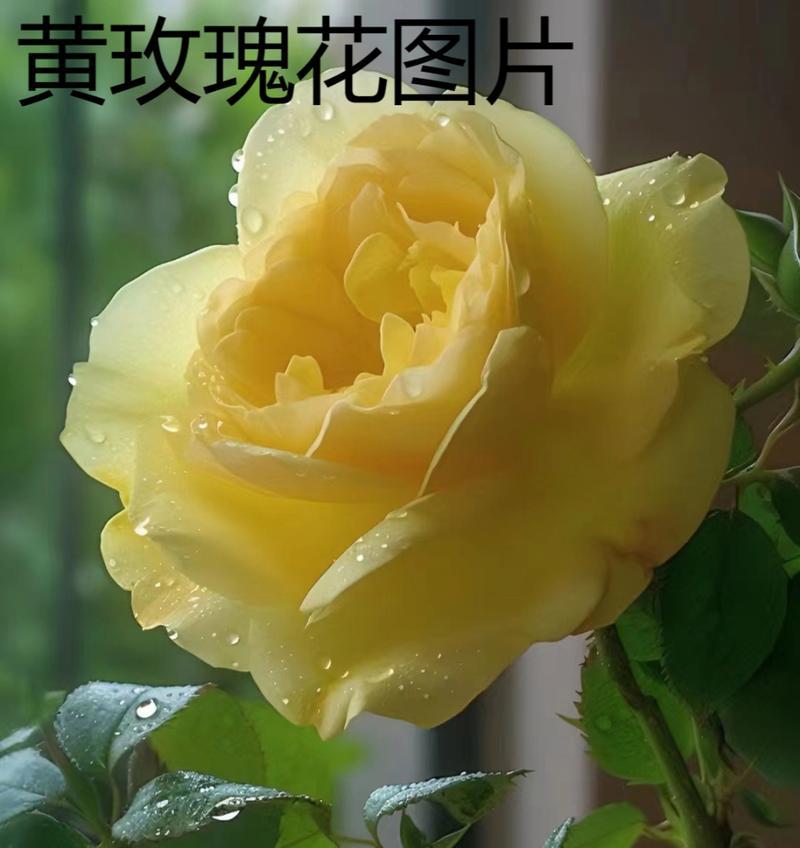 带刺黄玫瑰花怎么养护好？带刺黄玫瑰花的养护技巧是什么？