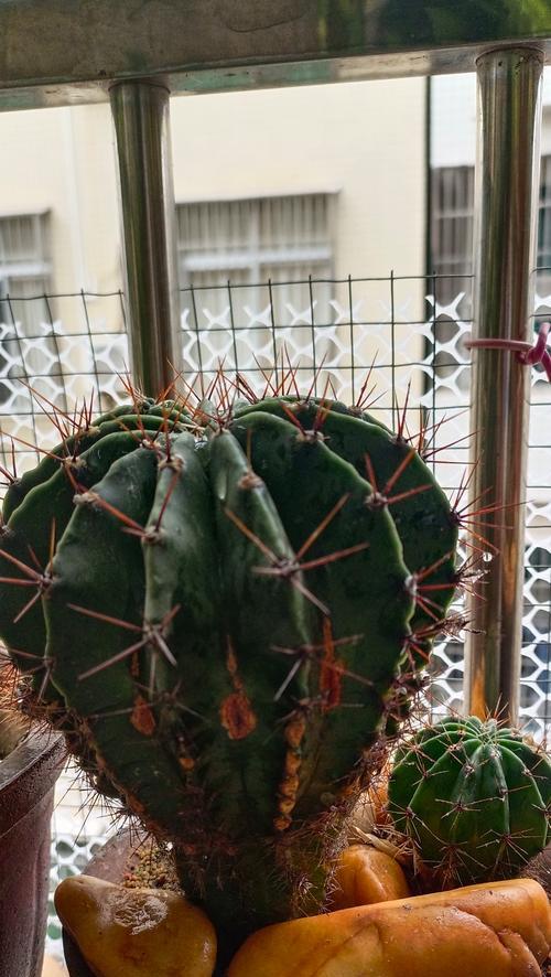小饰品仙人球怎么种植方法？小饰品仙人球的种植技巧是什么？