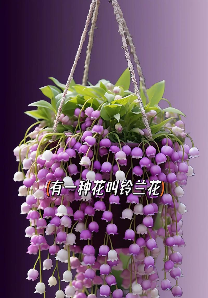 不同数量的鲜花各自代表什么寓意和花语？