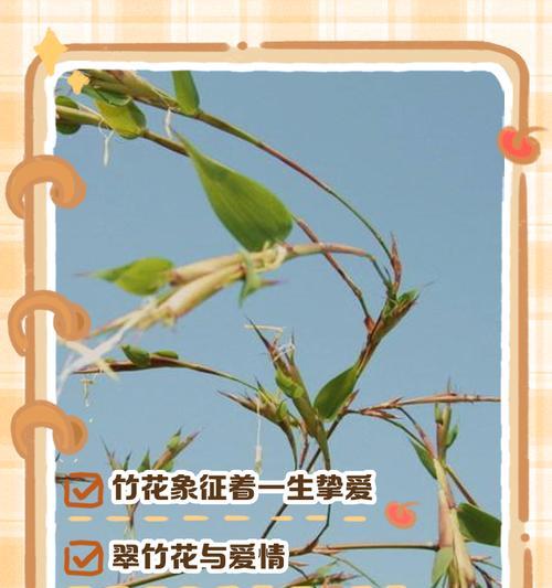 桂竹香花的花语有何含义？