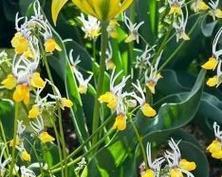 桂竹香花的花语有何含义？