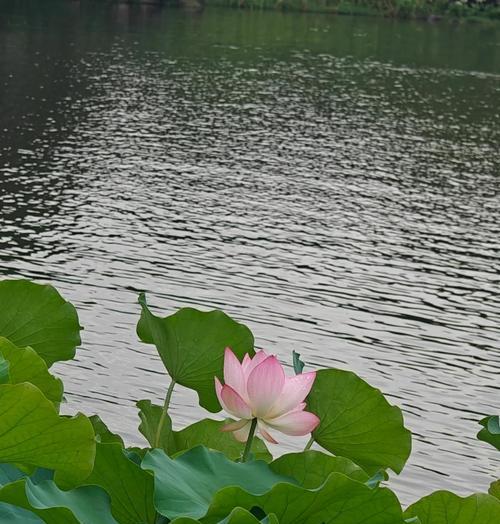 荷花的花语及其象征意义是什么？