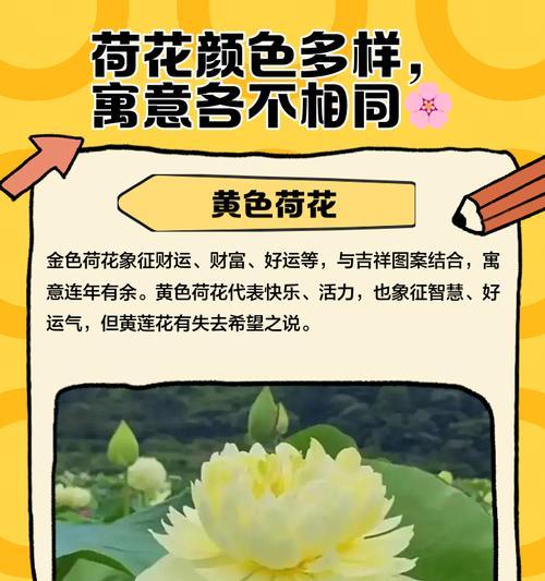 荷花的花语及其象征意义是什么？