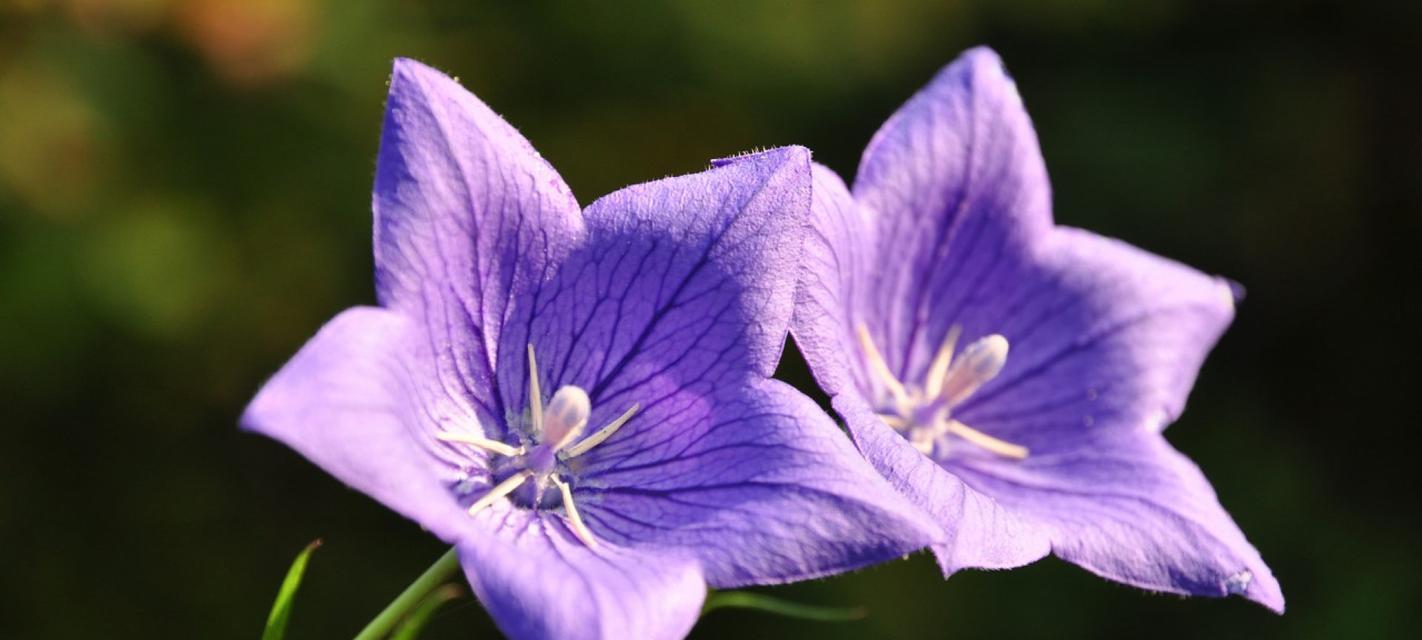 紫色曼陀罗花的花语是什么？代表什么意义？