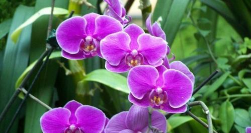 紫色曼陀罗花的花语是什么？代表什么意义？