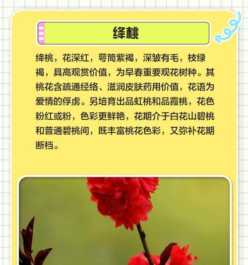 桃花几只寓意最好？花语中桃花的意义是什么？