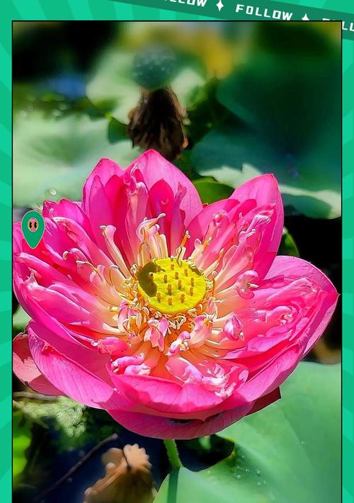 莲花的寓意象征花语是什么？