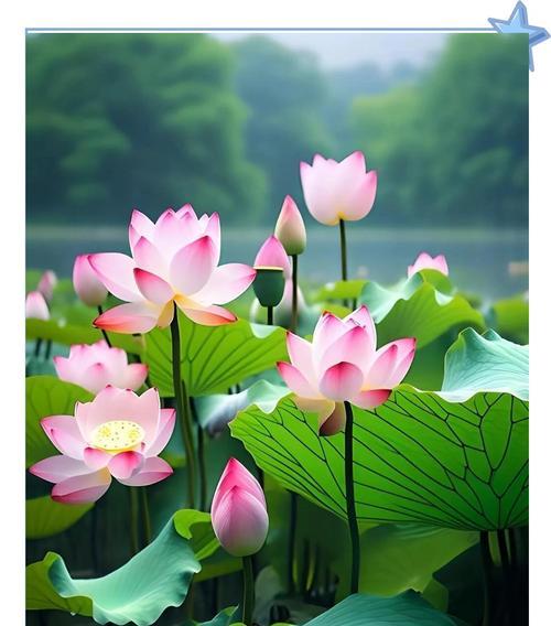 莲花的寓意象征花语是什么？