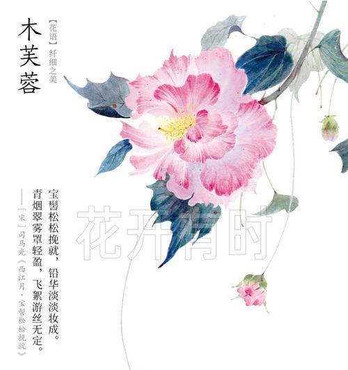 芙蓉花语是什么？芙蓉象征着什么？