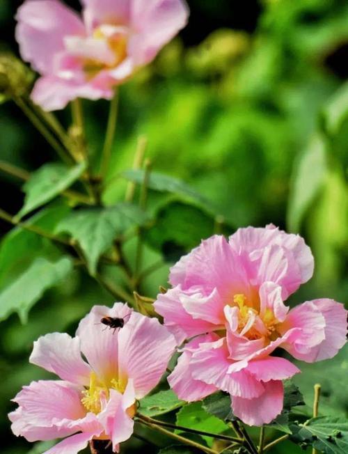 芙蓉花语是什么？芙蓉象征着什么？