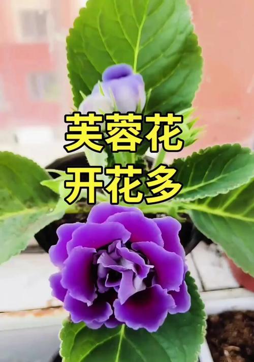 芙蓉花语是什么？芙蓉象征着什么？