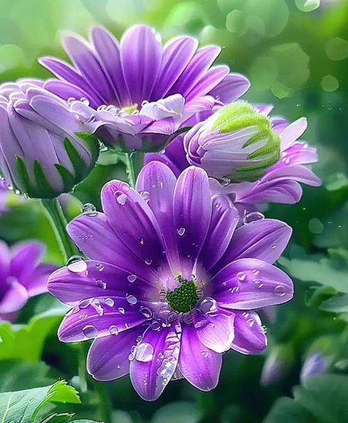 紫红菊花的花语代表什么？