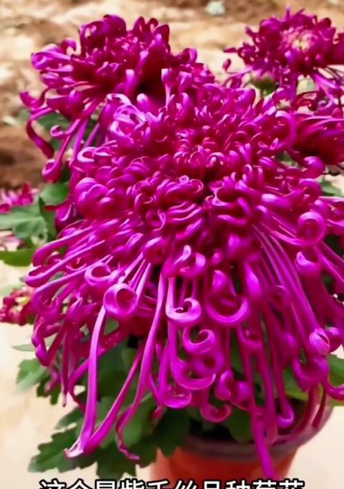 紫红菊花的花语代表什么？