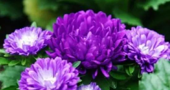 紫红菊花的花语代表什么？