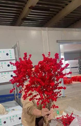 北美冬青与玫瑰搭配的花语是什么？