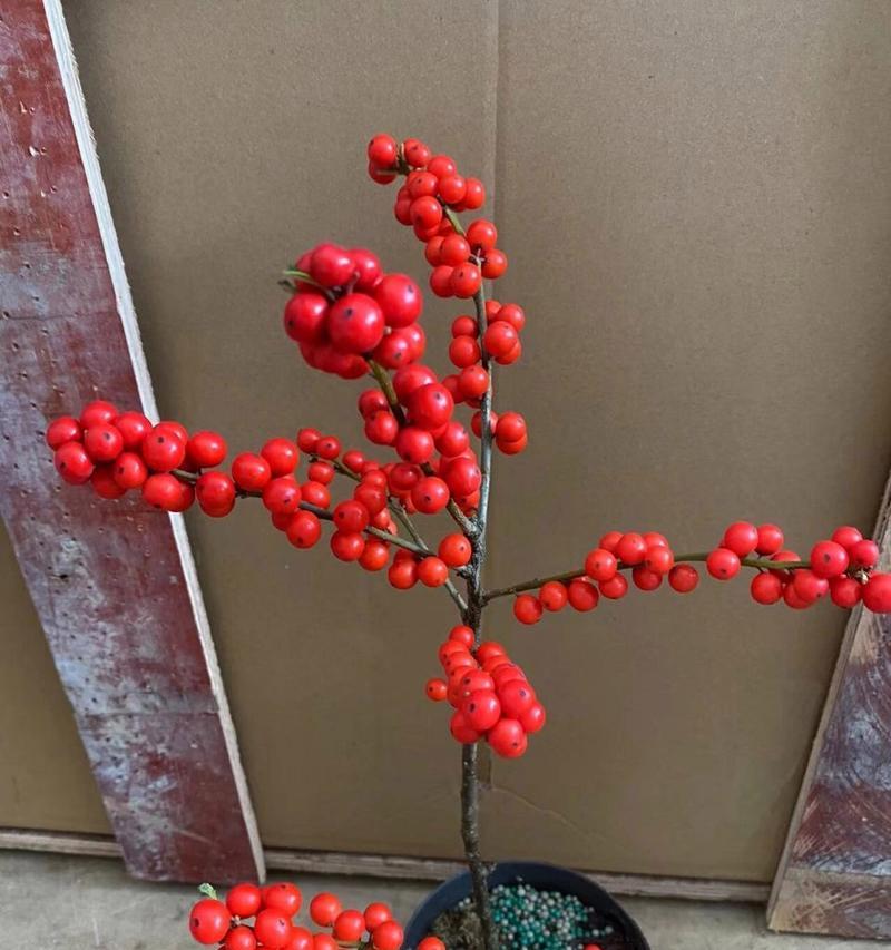 北美冬青与玫瑰搭配的花语是什么？