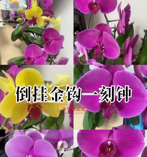 兰花的花语是什么颜色？兰花颜色与花语有何关联？