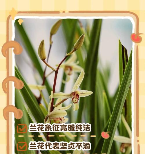兰花的花语是什么颜色？兰花颜色与花语有何关联？