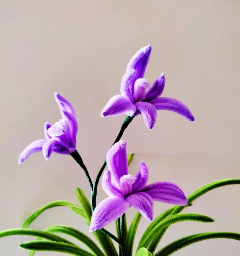 兰花的花语是什么颜色？兰花颜色与花语有何关联？
