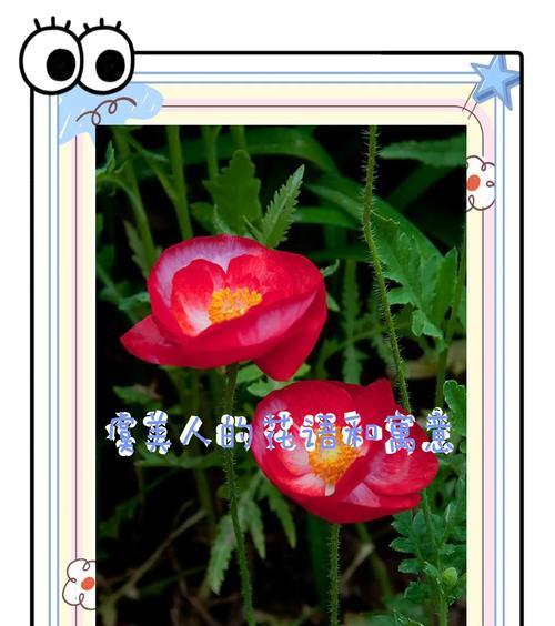 虞美人的花语代表了什么？如何用它表达爱？