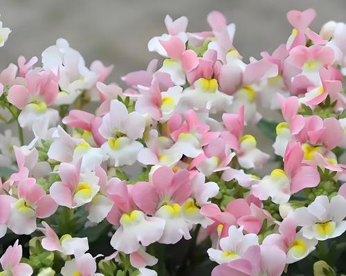 为什么花的花语如此重要？它们如何影响我们？