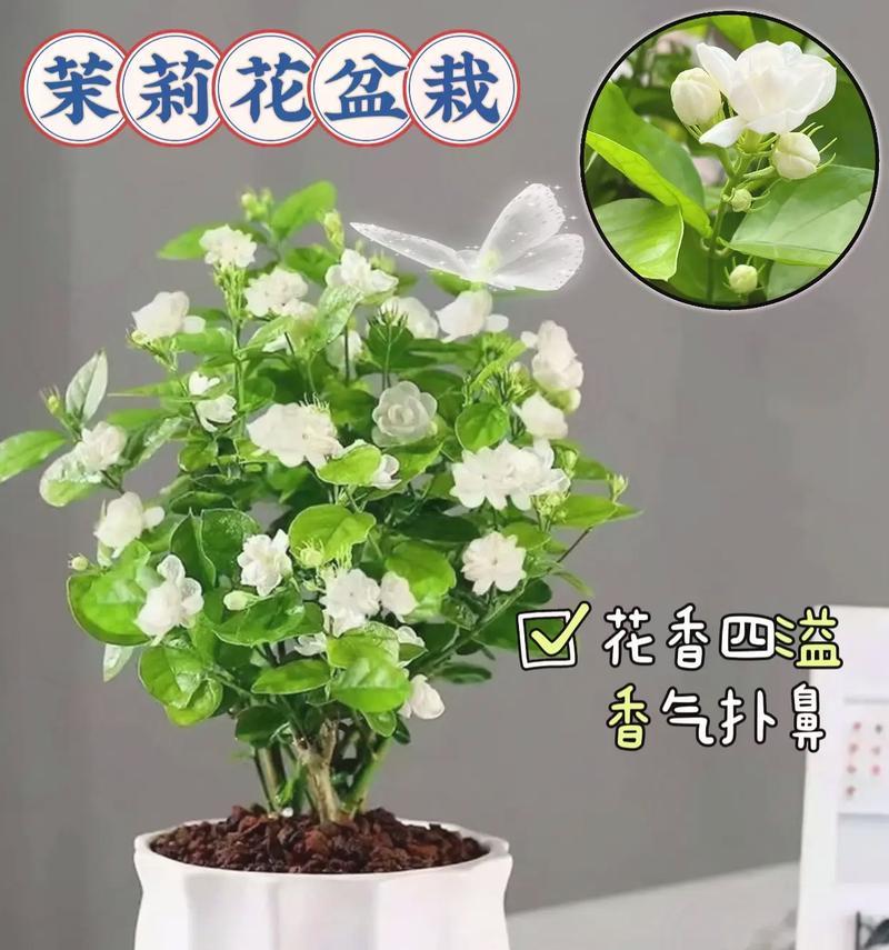 怎样表达茉莉花语？它代表了哪些情感？
