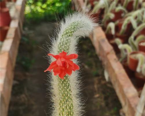 仙人柱开花的花语是什么？它传递了哪些信息？