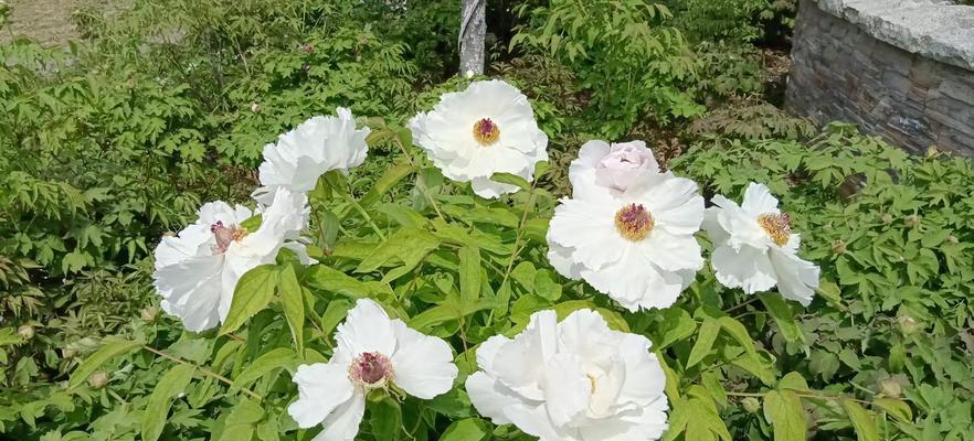 缕丝花的花语是什么？它代表了什么意义？