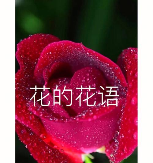 缕丝花的花语是什么？它代表了什么意义？