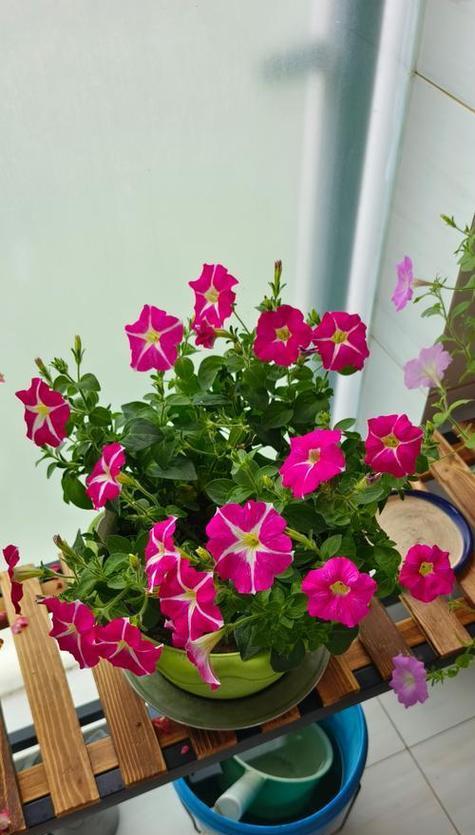 花可以组花语吗？如何通过组合花卉表达特定情感？