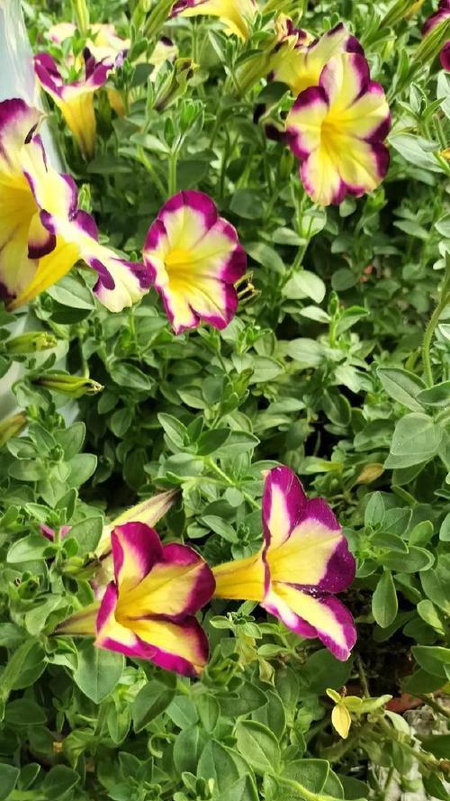花可以组花语吗？如何通过组合花卉表达特定情感？