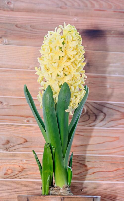 桃红风信子花语代表什么？风信子的花语有哪些？