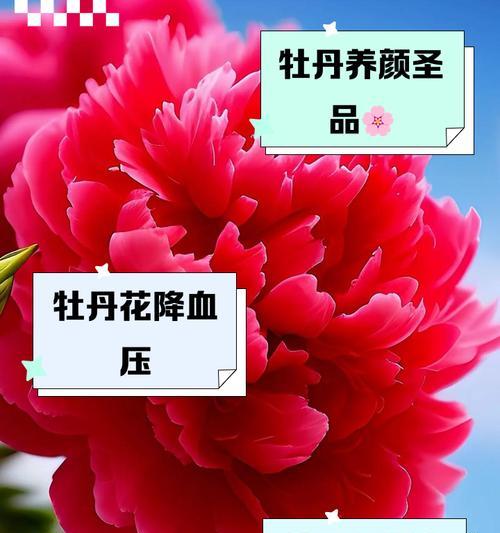 牡丹花花语贬义吗？牡丹花的花语是否含有负面含义？