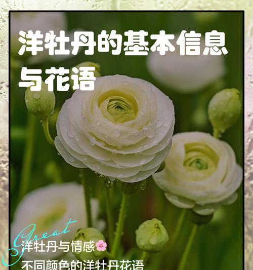 牡丹花花语贬义吗？牡丹花的花语是否含有负面含义？