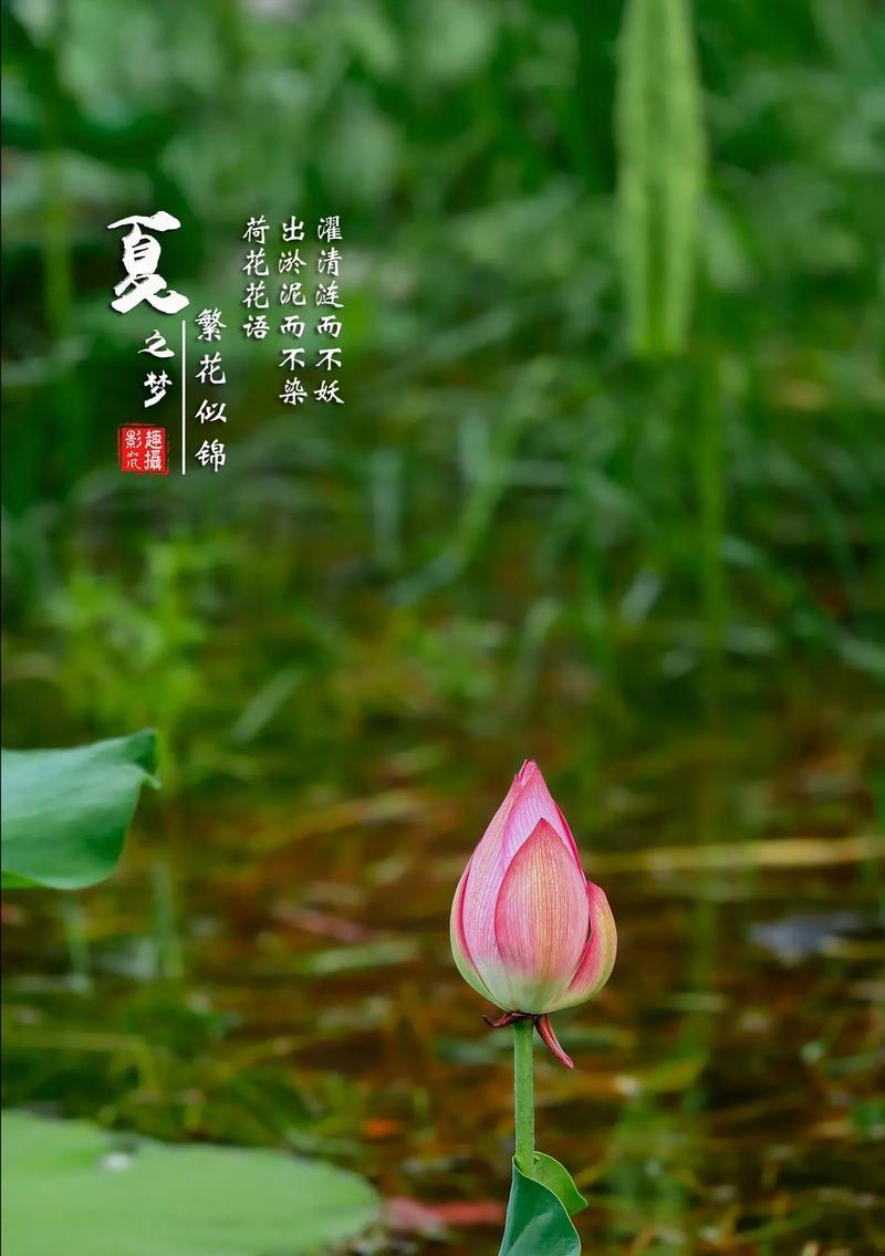 红宝石荷花花语有何特别之处？荷花的花语有哪些？