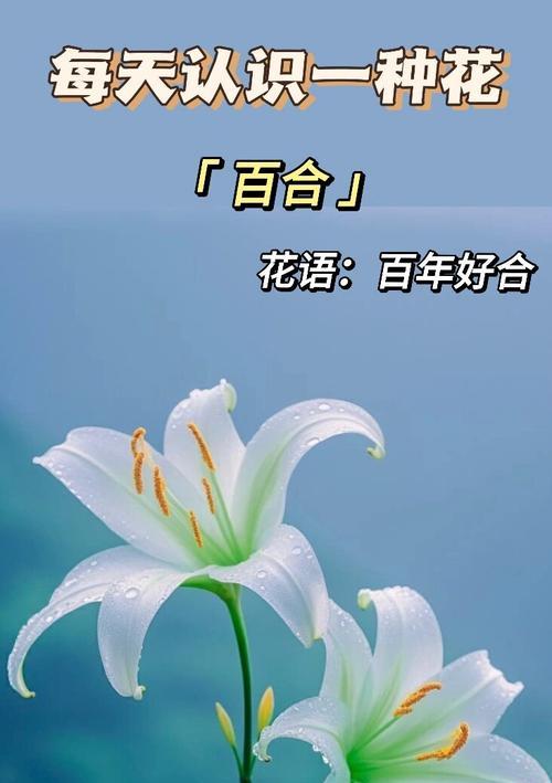 白的花语和象征是什么？白色花卉代表了什么？