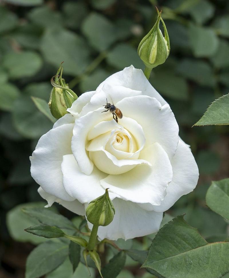 白的花语和象征是什么？白色花卉代表了什么？