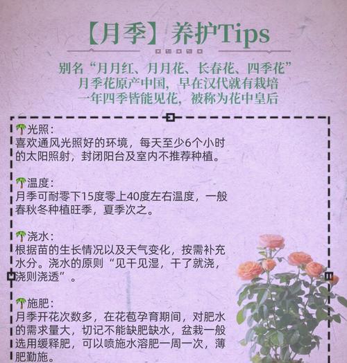 冬日的月季花语是什么？月季在冬季的特殊含义是什么？