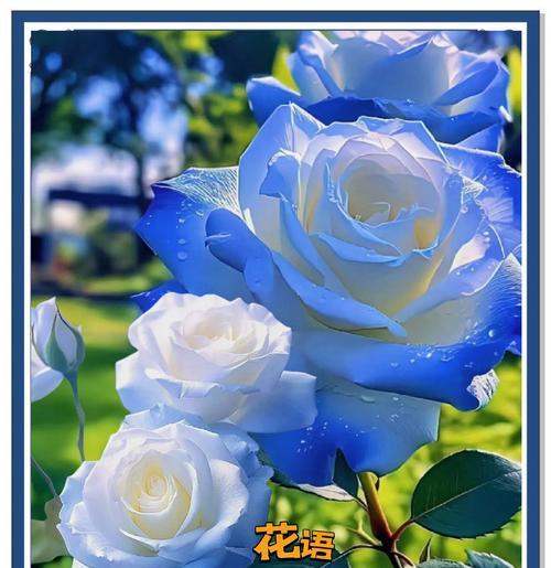 冬日的月季花语是什么？月季在冬季的特殊含义是什么？