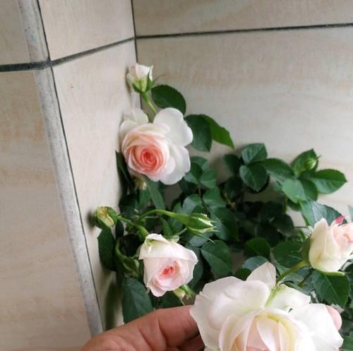 冬日的月季花语是什么？月季在冬季的特殊含义是什么？