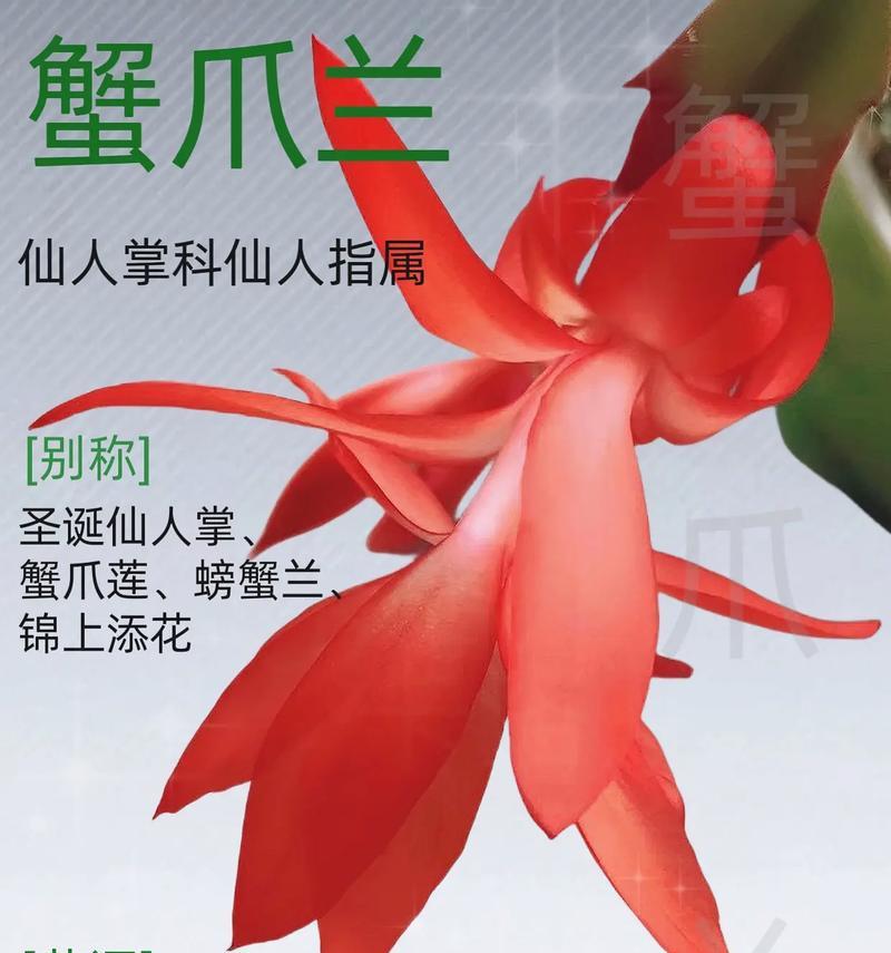 赞美蟹爪兰花语是什么？蟹爪兰的花语有哪些赞美之意？